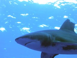marsa_alam_200510 107a